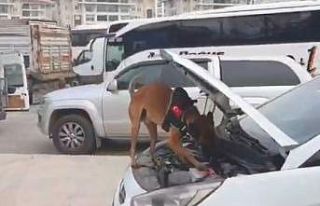 Kocaeli TEM’de durdurulan aracın LPG tankından...