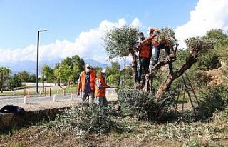 Konyaaltı Sahili’nde ağaçlara fırtına bakımı
