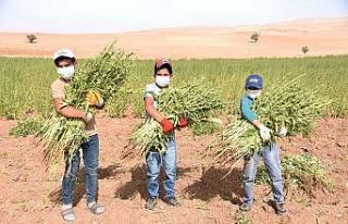 Konya’da yerli ve milli susamların ilk hasadı...