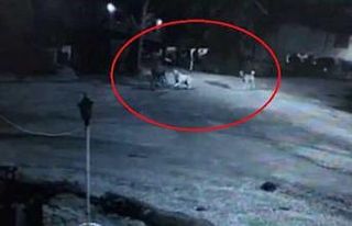 Köpeklerin saldırısına uğrayan yaşlı adam ölümden...