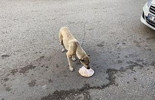Köpekten annelik dersi