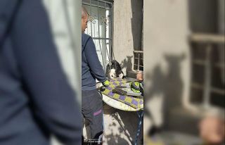 Korkuluklara sıkışan kedi kurtarıldı