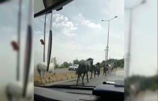 Kornadan ürküp ters istikamete kaçan ata araba...