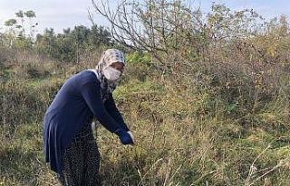 Korona’ya karşı kuşburnu "Dağlarda yetişiyor,...