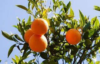 Köyceğiz Belediyesi 120 ton narenciyeyi ihale ile...