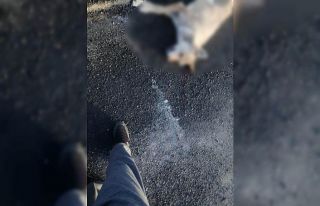 Koyunları telef eden kurt kazada telef oldu