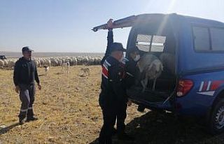 Küçükbaş hayvan hırsızları jandarmadan kaçamadı