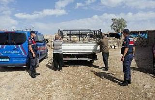 Küçükbaş hayvanları alıp kaçan şahıslar yakalandı