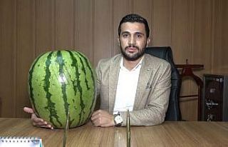 Kulp’ta 48 kiloluk Diyarbakır karpuzu yetiştirildi