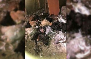 Kümese dadanan başıboş köpekler tavukları telef...