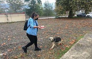 Kümesine giren köpeği sopayla döven şahıstan...