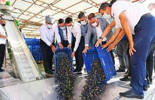 Kumluca’da ilk zeytinyağı sıkımı gerçekleştirildi