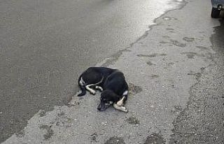 Kurtalan’da yaralı köpek tedavi altına alındı