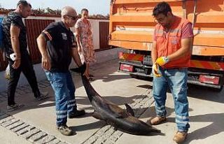 Kuşadası’nda çizgili yunus ölü bulundu