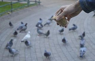 Kuşlar yemlerinden, satıcılar ekmeğinden oldu