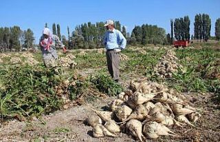 Kütahya’da pancar hasadı başladı