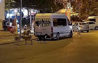 Malatya’da köpek korkusu
