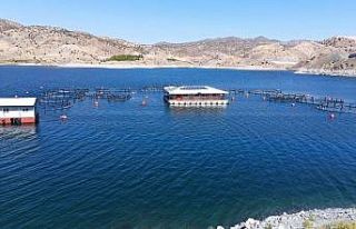 Malatya’dan 11 ülkeye balık ihracatı