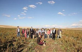 Malazgirt’te ilk defa ekilen patates çiftçiye...