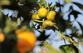 Mandalinada rekor rekolte, yüz güldürdü