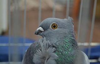 Manisa’nın asırlık güvercini "Hünkari"...