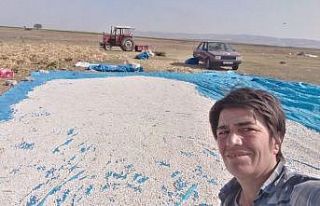 Manyas’ın meşhur Kazak fasulyesinin hasadı başladı