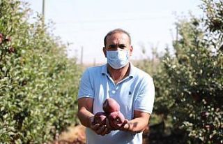 Memurluğu bıraktı, modern tarımla kendi işinin...