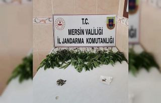 Mersin’de bir evde 31 kök kenevir bitkisi ele geçirildi