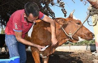 Mersin’de üç gün hastalığı