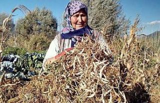 Meşhur Çameli kuru fasulyesinde hasat zamanı