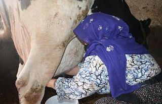 Mikro kredi ile aldığı inek geçim kaynağı oldu