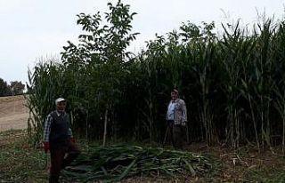Mısır silajında ilk hasat yapıldı