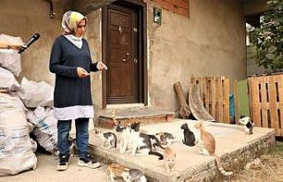 Mobil kısırlaştırma aracı hayvanseverlerden takdir...