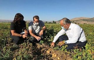 MŞÜ patates ve pancar üretiminde deneme ekimleri...