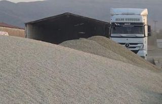 Muş’ta aspir hasadı yapıldı