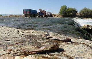 Muş’ta balık ölümleri tedirgin etti