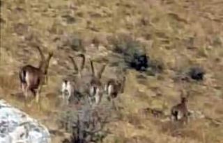 Nadir görülüyordu, sürü halinde görüntülediler