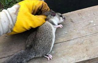 Nesli tehlike altında olan Yediuyur tedavi altına...