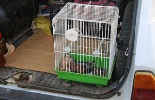 Nesli tükenmekte olan kuşu kediden kurtardı