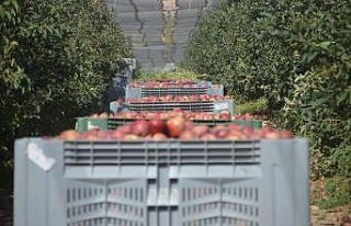 Niğde’de elmada 500 bin ton rekolte bekleniyor