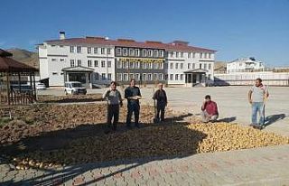 Okulun deposundaki patatesleri ekerek 1,5 ton hasat...