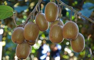 Ordu kivisinde 8 bin ton rekolte bekleniyor