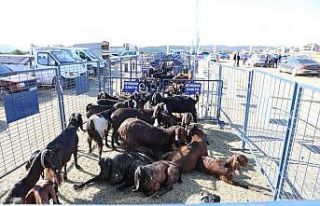 Ordu’da çiftçilere Halep keçisi dağıtıldı