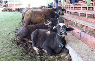 Ordu’da mandacılık canlandırılıyor