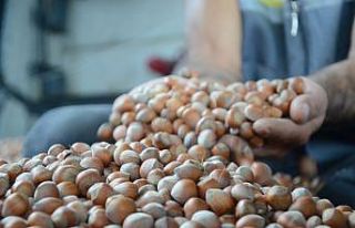 Ordu’da serbest piyasada fındık 24 liradan işlem...