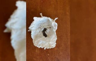 Ordu’da uyuşturucu denetimleri: 1 tutuklama