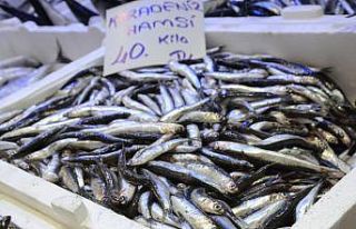 Ordu’da yerli hamsi 40 lira