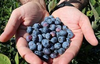 Ordu’nun yeni gözdesi: Mavi yemiş