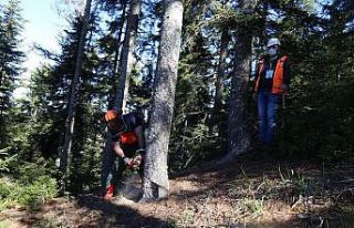 Orman işçilerinin sınavı ormanda olur