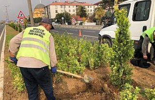 Orta refüjler temizlenip ağaçlandırılıyor